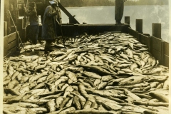40-La-pesca-del-salmone-nella-British-Columbia-Natiomal-Development-Bureau-Departement-of-the-Interior-Canada-1927-