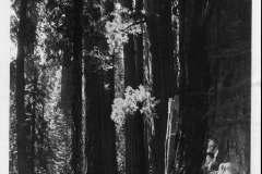 51-Una-foresta-di-big-trees-sequoie-1930-Big-Trail-