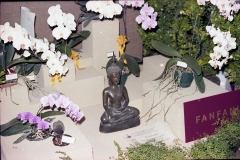 A19 6638 Roma 1 aprile 1979 Mostra delle orchidee a Castel Sant'Angelo