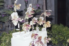 A19 6640. Roma 1 aprile 1979 Mostra delle orchidee a Castel Sant'Angelojpg