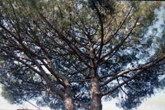 A20 7738 Roma settembre 1981 genesi del pino (neonato, adulto, frutto, seme e "la vita ricomincia").